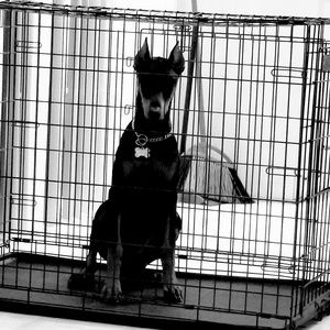 Meet your Posher, Roger